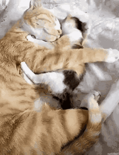 Two Cats Are Hugging Each Other On A Bed GIF