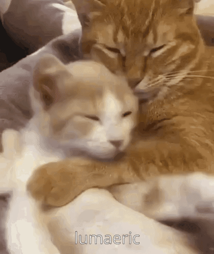 Two Cats Are Hugging Each Other On A Blanket On A Bed . GIF