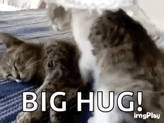Two Cats Are Laying Next To Each Other On A Bed With The Words `` Big Hug '' . GIF