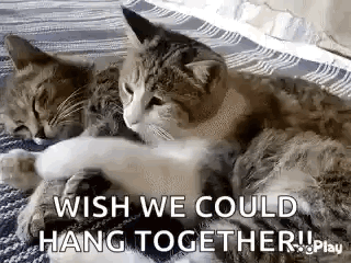 Two Cats Are Laying Next To Each Other On A Blanket . GIF