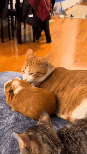 two cats are laying next to each other on a blanket on a couch .