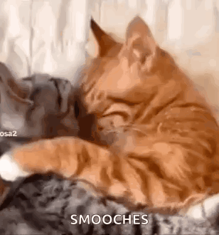 Two Cats Are Laying Next To Each Other On A Couch And One Of Them Is Licking The Other 'S Face . GIF