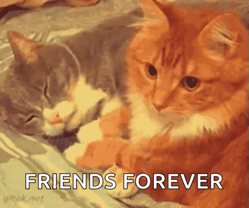 Two Cats Are Laying Next To Each Other With The Words " Friends Forever " Above Them GIF