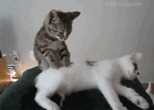 Two Cats Are Laying On A Person 'S Lap And One Is Giving Another Cat A Massage GIF