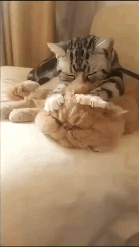 Two Cats Are Laying On Top Of Each Other On A Bed And One Is Licking The Other 'S Face . GIF