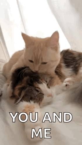 Two Cats Are Laying On Top Of Each Other On A Bed With The Words `` You And Me '' Above Them . GIF