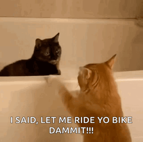 Two Cats Are Looking At Each Other And One Says " I Said Let Me Ride Yo Bike Dammit !!! " GIF