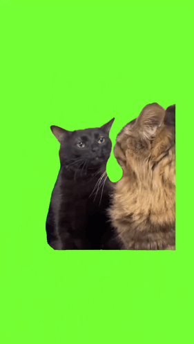 Two Cats Are Looking At Each Other On A Green Background GIF