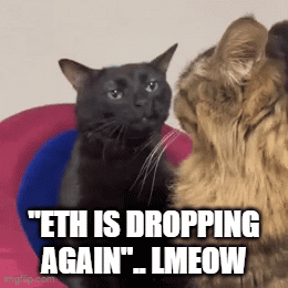 Two Cats Are Looking At Each Other With The Caption " Eth Is Dropping Again Lmeow " GIF