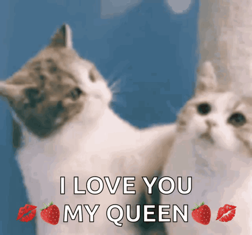 Two Cats Are Looking At Each Other With The Words " I Love You My Queen " GIF