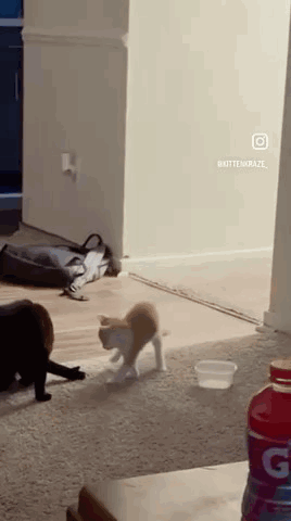 Two Cats Are Playing In A Living Room Next To A Bottle Of Gatorade . GIF