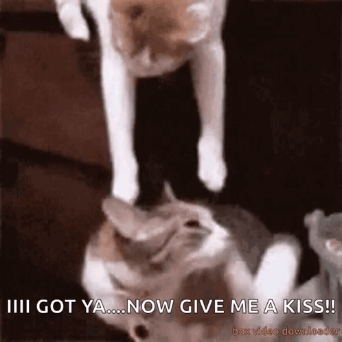 Two Cats Are Playing With Each Other And One Of Them Says " I Got Ya ... Now Give Me A Kiss ! " GIF