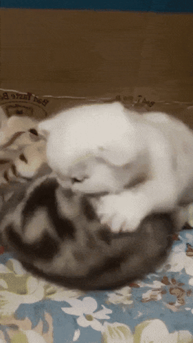 Two Cats Are Playing With Each Other On A Bed With A Bag That Says Chicken Bag On It GIF