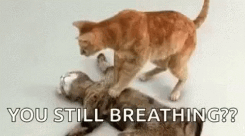 Two Cats Are Playing With Each Other On The Floor And One Of Them Is Laying On The Floor . GIF