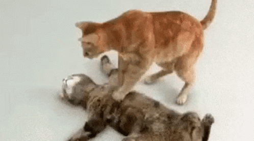 Two Cats Are Playing With Each Other On The Floor And One Of Them Is Standing On The Other 'S Back . GIF
