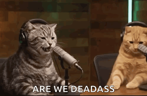 Two Cats Are Sitting At A Table In Front Of Microphones And One Of Them Is Yawning . GIF