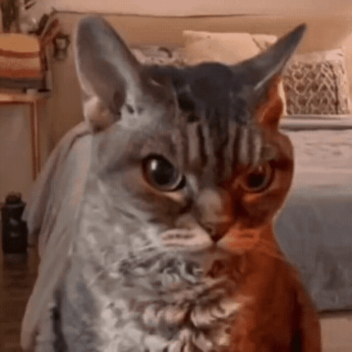 Two Cats Sitting Next To Each Other GIF