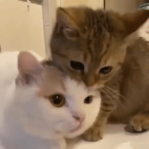 Two Cats Are Sitting Next To Each Other On A Table And One Of Them Is Petting The Other 'S Head . GIF