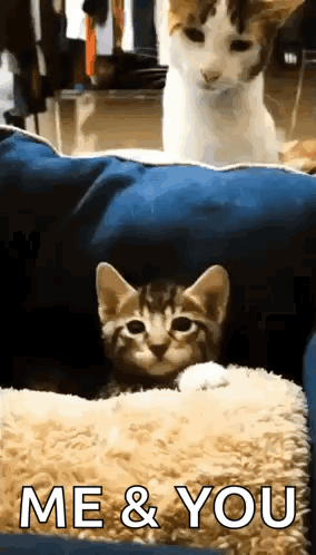 Two Cats Are Sitting On A Couch With The Words Me And You Written On The Bottom GIF