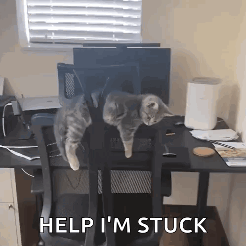 Two Cats Are Sitting On A Desk With The Words Help I 'M Stuck Below Them GIF