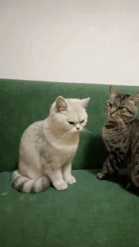 Two Cats Are Sitting On A Green Couch And One Is Looking At The Camera GIF