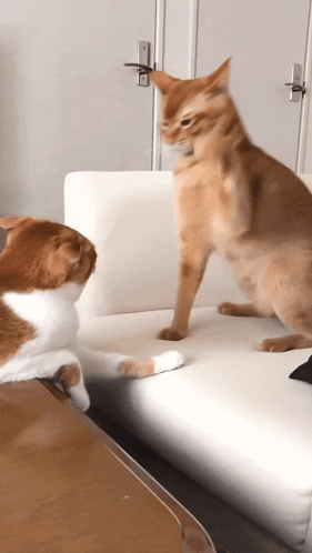 Two Cats Are Sitting On A White Couch And One Is Standing On Its Hind Legs GIF