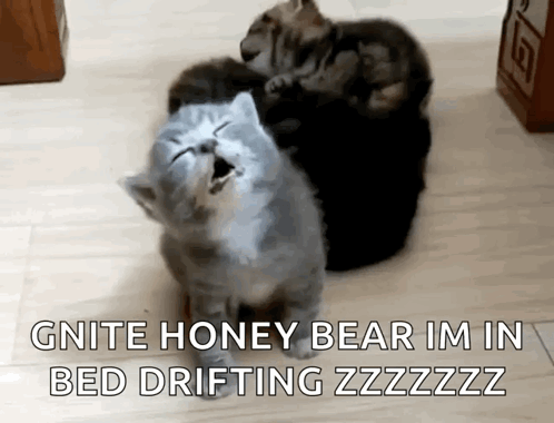 Two Cats Are Sitting On Top Of Each Other On The Floor . GIF