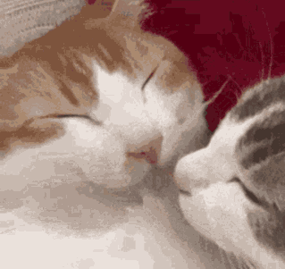 Two Cats Are Sleeping Next To Each Other And Looking At Each Other 'S Faces . GIF