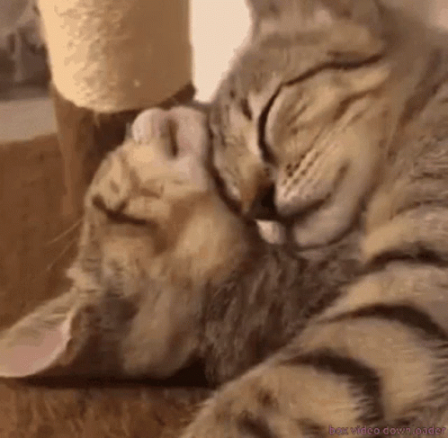 two cats are sleeping next to each other and one is licking the other 's face .
