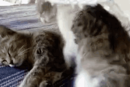 Two Cats Are Sleeping On A Bed Together . GIF