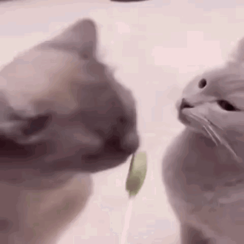 Two Cats Are Sniffing Each Other 'S Noses While One Of Them Is Holding A Stick In Its Mouth . GIF