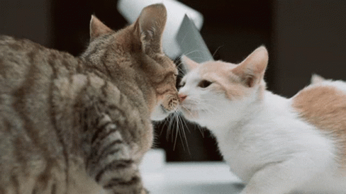 Two Cats Are Sniffing Each Other 'S Noses While Sitting On A Table GIF