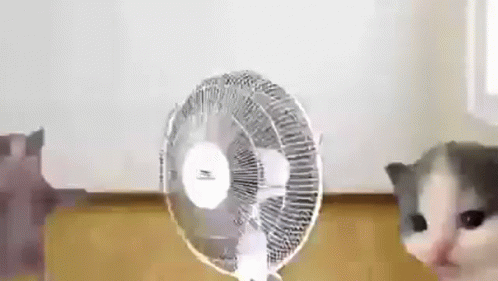 Two Cats Are Standing Next To A Fan . GIF