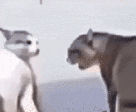 Two Cats Looking At Each Other GIF