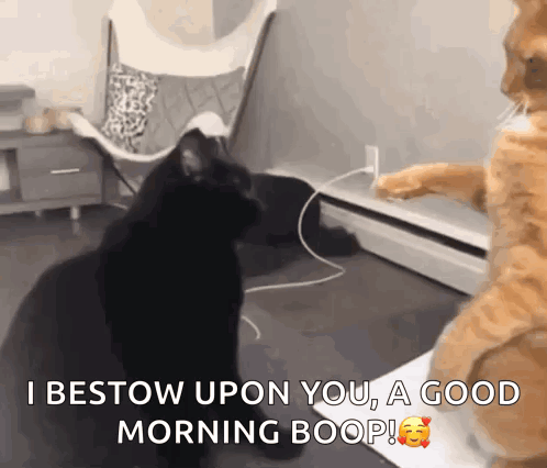 Two Cats Are Standing Next To Each Other And One Of Them Says I Bestow Upon You A Good Morning Boop GIF