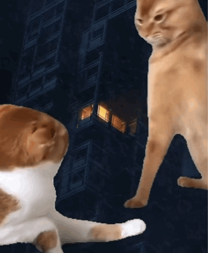 Two Cats Are Standing Next To Each Other In Front Of A Building At Night GIF