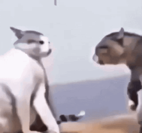 Two Cats Are Standing Next To Each Other On A Beach . GIF