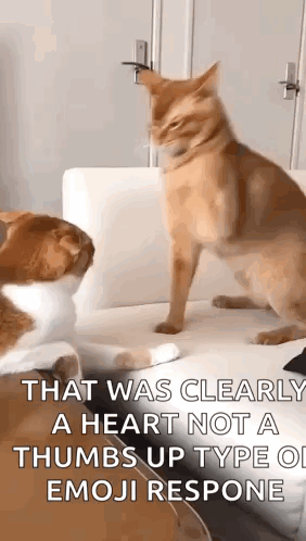 Two Cats Are Standing Next To Each Other On A Couch And One Of Them Has A Thumbs Up Type Of Emoji Response . GIF