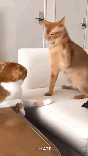 Two Cats Are Standing Next To Each Other On A Couch And One Of Them Is Looking At The Other Cat . GIF