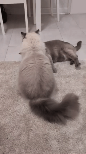 Two Cats Are Standing Next To Each Other On A Rug . GIF