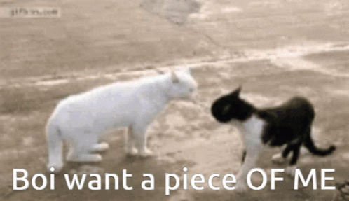 Two Cats Are Standing Next To Each Other With The Words Boi Want A Piece Of Me Below Them GIF