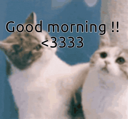 Two Cats Are Standing Next To Each Other With The Words Good Morning 3333 GIF