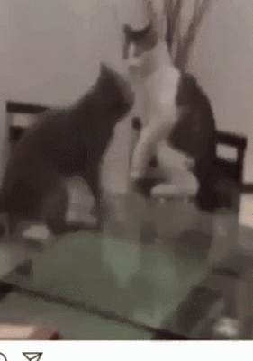 Two Cats Are Standing On A Glass Table And One Of Them Is Black And White GIF