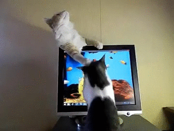Two Cats Catch Computer Fishes GIF