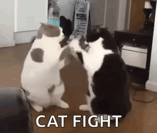 Two Cats Fighting