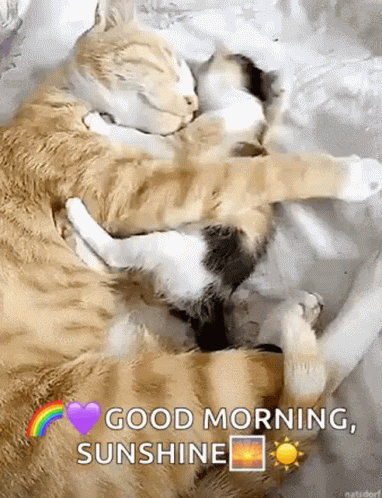 Two Cats Hugging Bed Good Morning Sunshine