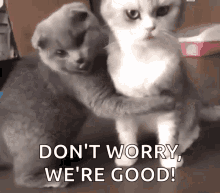 Two Cats Hugging Each Other With The Words `` Do N't Worry , We 'Re Good '' Written Below Them . GIF