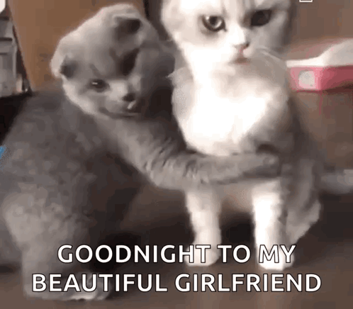 Two Cats Hugging Each Other With The Words " Goodnight To My Beautiful Girlfriend " Written On The Bottom GIF
