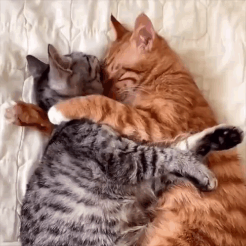 Two Cats Hugging