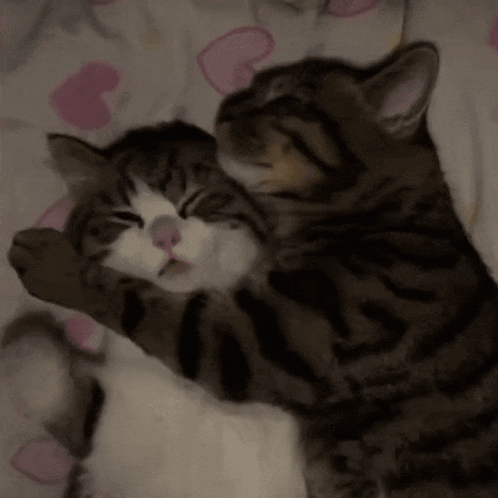 Two Cats Hugging on Bed